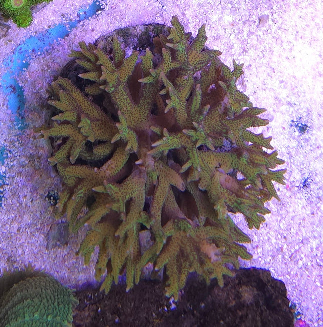 Seriatopora histrix green Frag