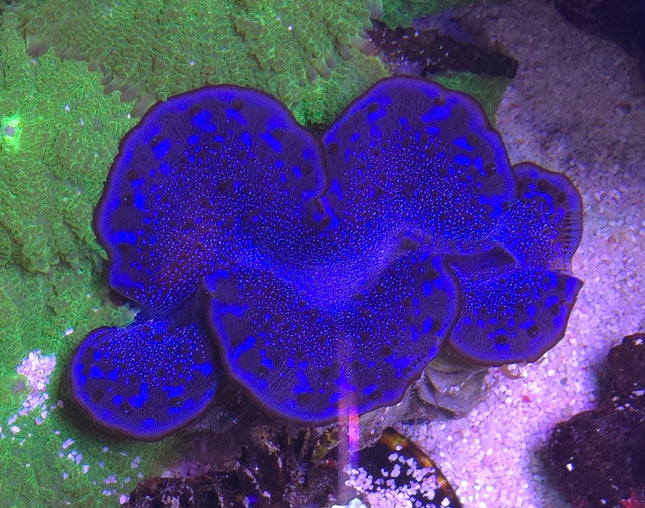 Tridacna Maxima  Blue , Turcoise M