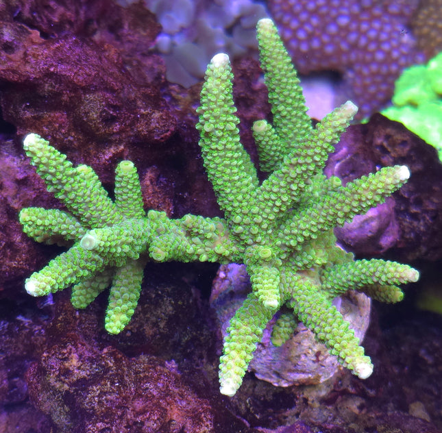 Acropora frag