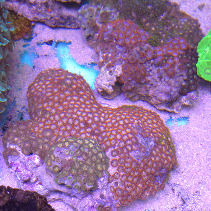 Zoanthus sociatus premium mix -  Frag