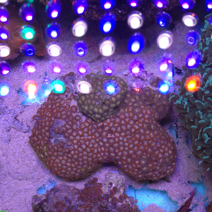 Zoanthus sociatus premium mix -  Frag