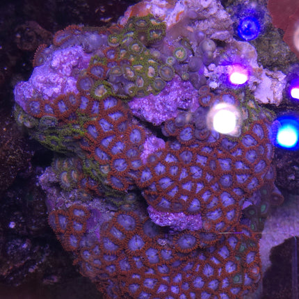 Zoanthus sociatus premium mix -  Frag