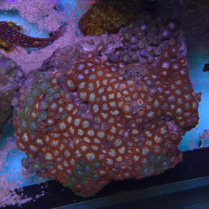Zoanthus sociatus premium mix -  Frag