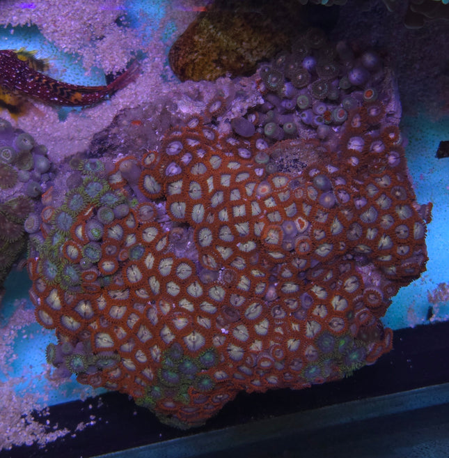 Zoanthus sociatus premium mix -  Frag