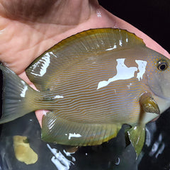Collection image for: Tang fish