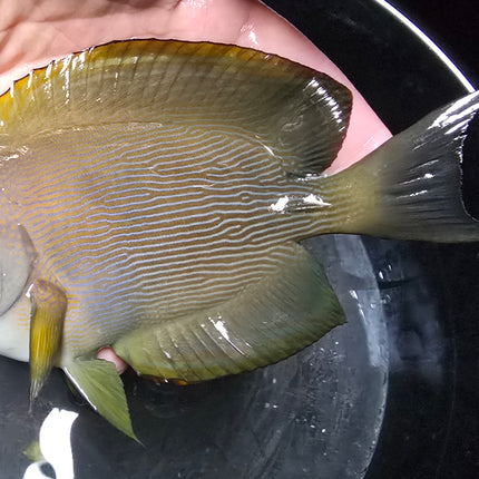 Acanthurus sp. XXL