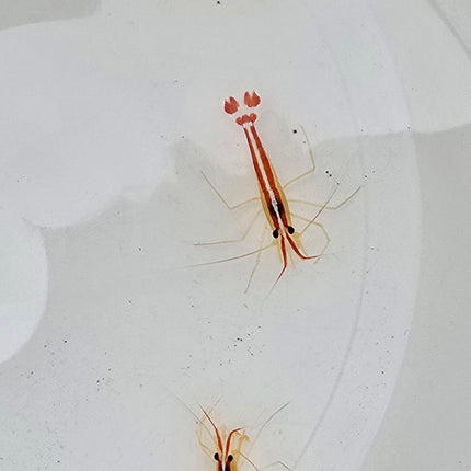 Lysmata amboinensis -L