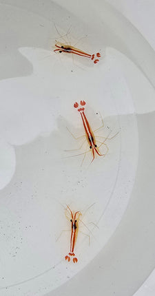 Lysmata amboinensis -L
