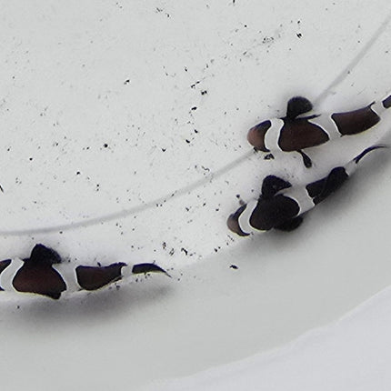 Amphiprion occelaris черен чифт M