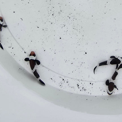 Amphiprion occelaris черен чифт M