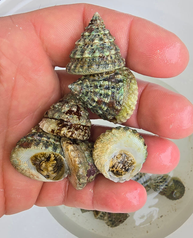 Tectus snail