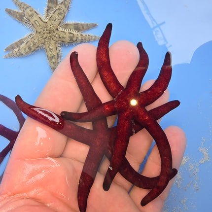 Linckia sp. laevigata Purple haze L