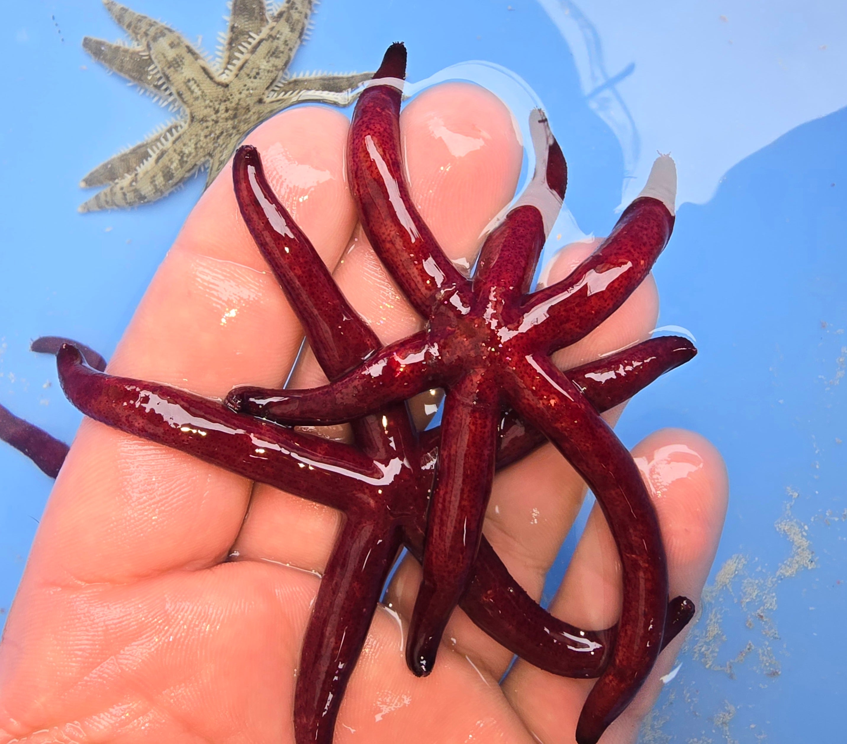 Starfish – Aquariumprime Ltd.