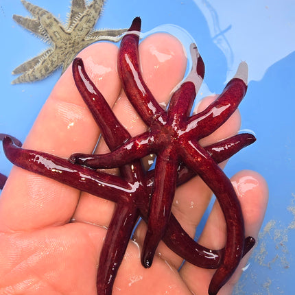 Linckia sp. laevigata Purple haze L