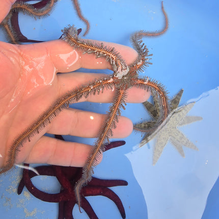 Ophiomaxtix- Dragon starfish -L