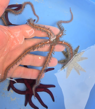 Ophiomaxtix- Dragon starfish -L