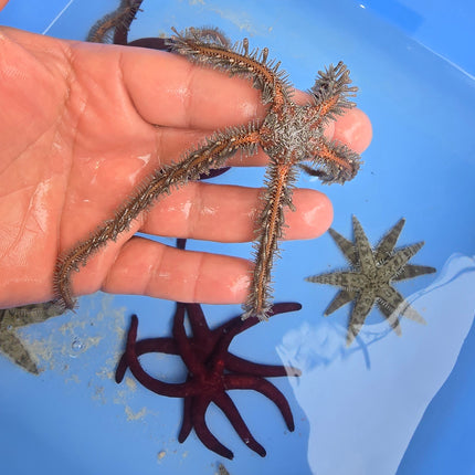 Ophiomaxtix- Dragon starfish -L