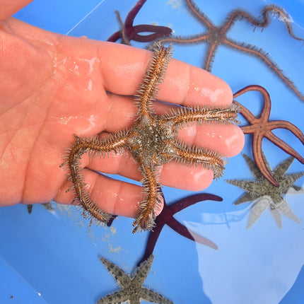Ophiomaxtix- Dragon starfish -L