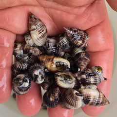 Collection image for: Snails