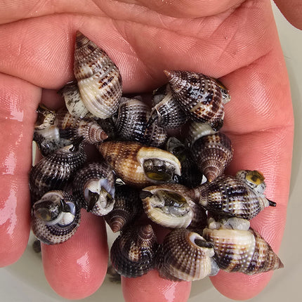 Nasarius -  sand cleaning snail