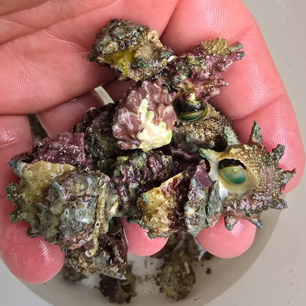 Astralium calcar
