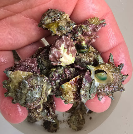 Astralium calcar