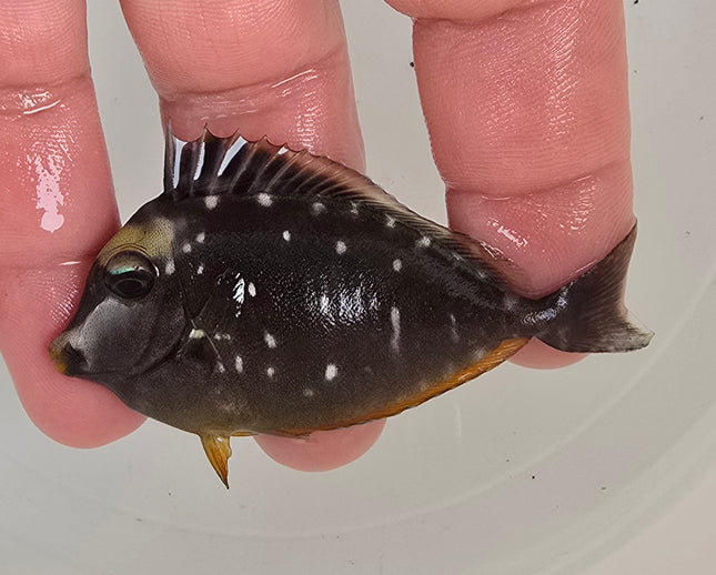 Naso lituratus S/M
