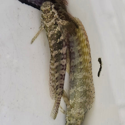 Salarias fasciatus L.