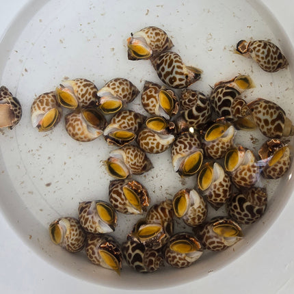 Babylonia Lutosa L