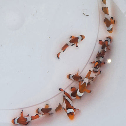 Amphiprion occelaris Indonesia -M