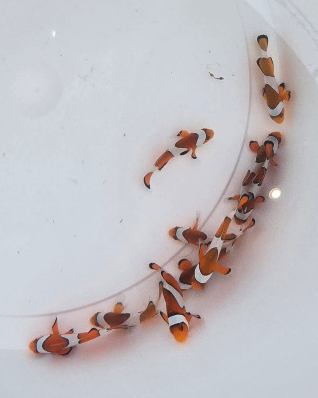 Amphiprion occelaris Indonesia -M