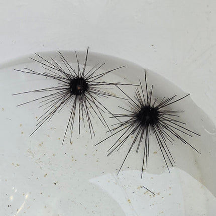 Diadema setosum