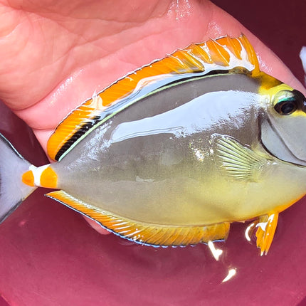 Naso elegans XL