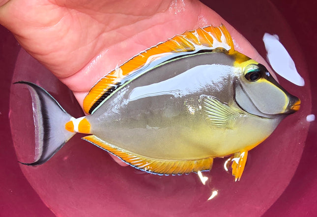 Naso elegans XL