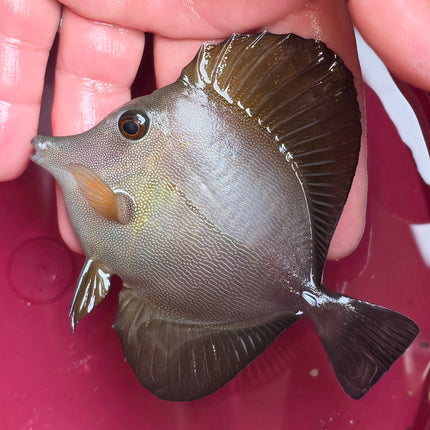Zebrasoma scopas Galaxy XL