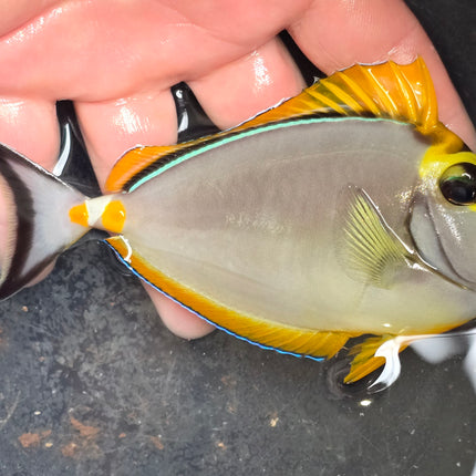 Naso elegans L