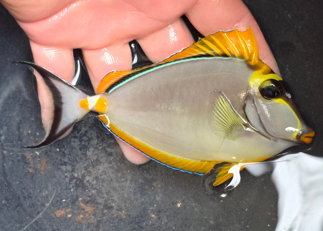 Naso elegans L