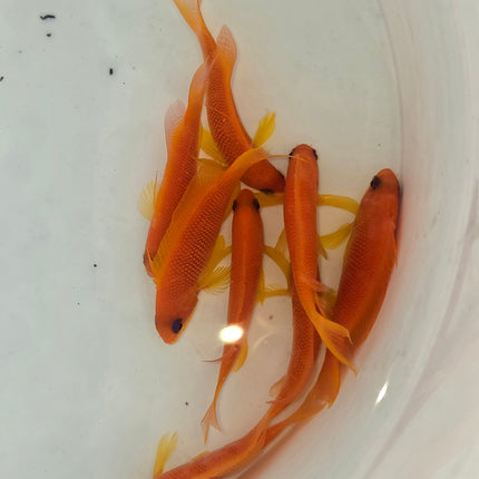 Pseudanthias squamipinis L.