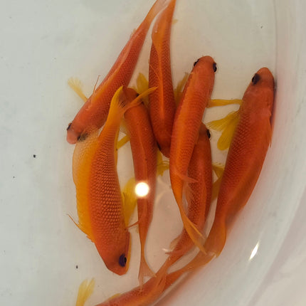 Pseudanthias squamipinis L.