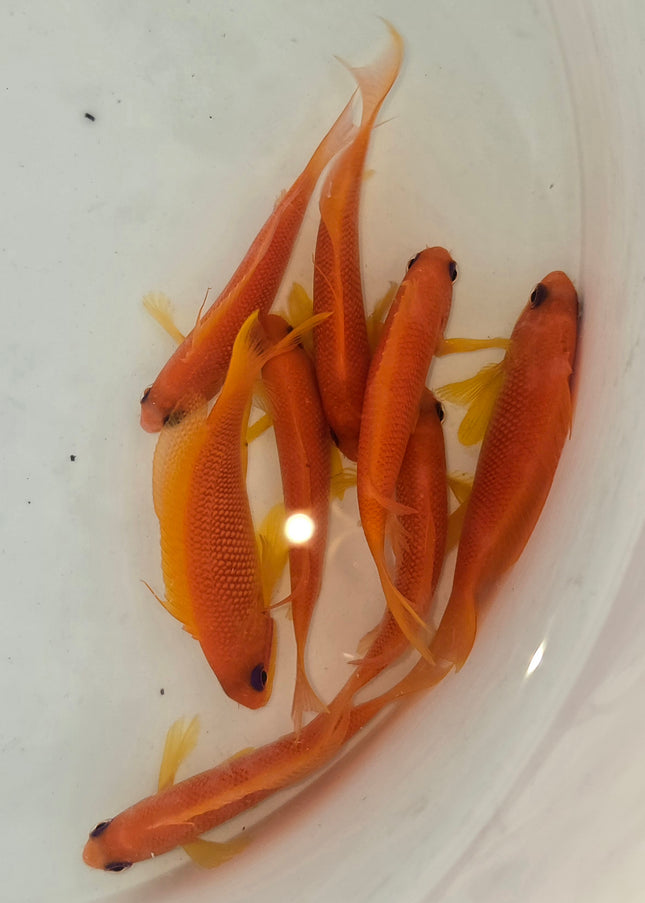 Pseudanthias squamipinis L