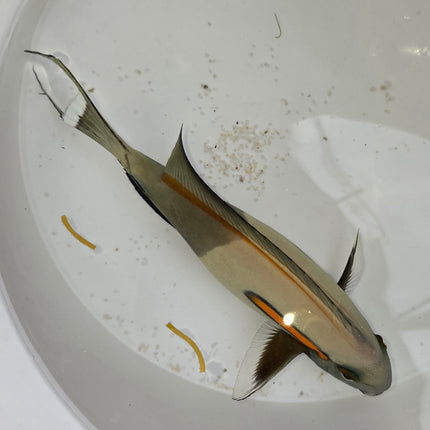 Acanthurus Olivaceus XXXL