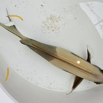 Acanthurus Olivaceus XXXL