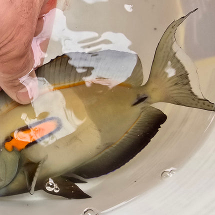 Acanthurus Olivaceus XXXL