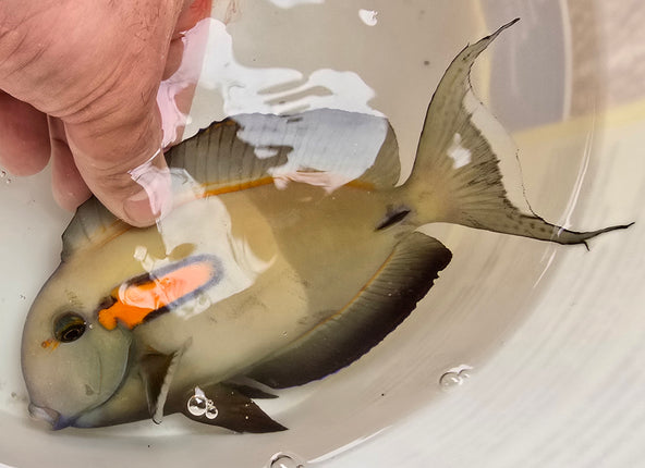 Acanthurus Olivaceus XXXL