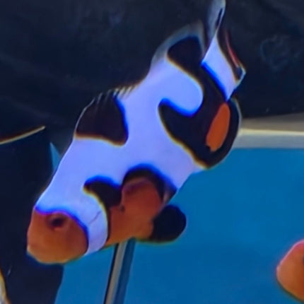 Amphiprion occelaris DaVinci