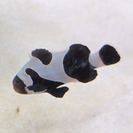 Amphiprion occelaris Black Da Vinci