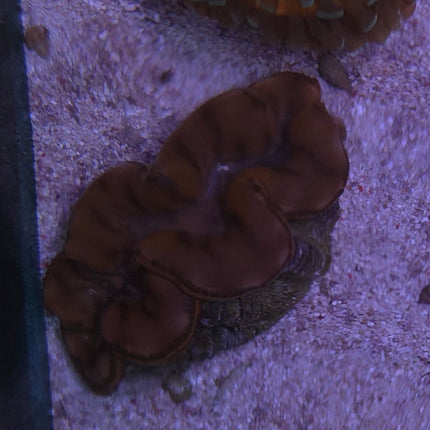 Tridacna Maxima Gold M - 6 cm