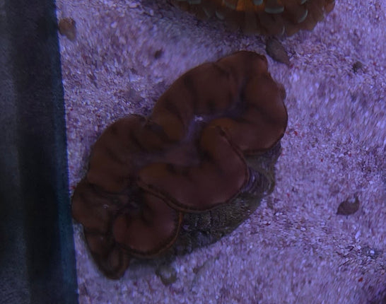 Tridacna Maxima Gold M - 6 cm