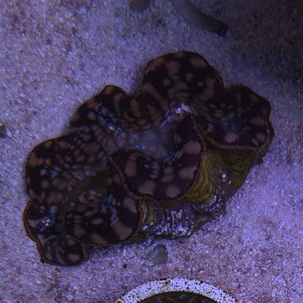 Tridacna Maxima Gold M - 6 cm