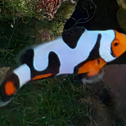 Amphiprion occelaris DaVinci